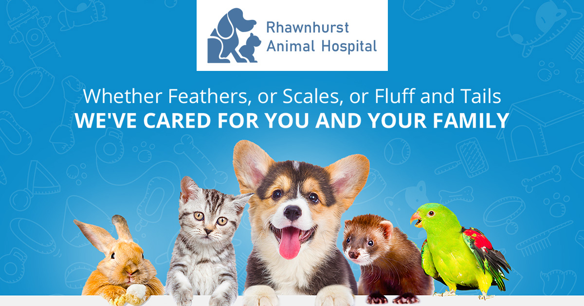 Philadelphia Veterinarians | Rhawnhurst Animal Hospital