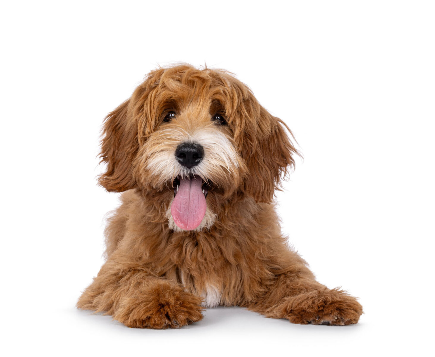 Happy labradoodle dog puppy laying down facing front. Looking straight to camera with tongue out. Isolated on a white background.