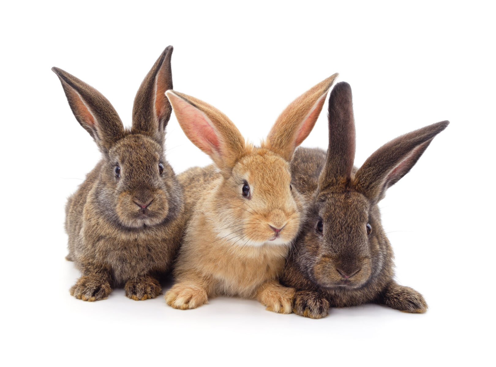 Three little rabbits isolated on a white background.