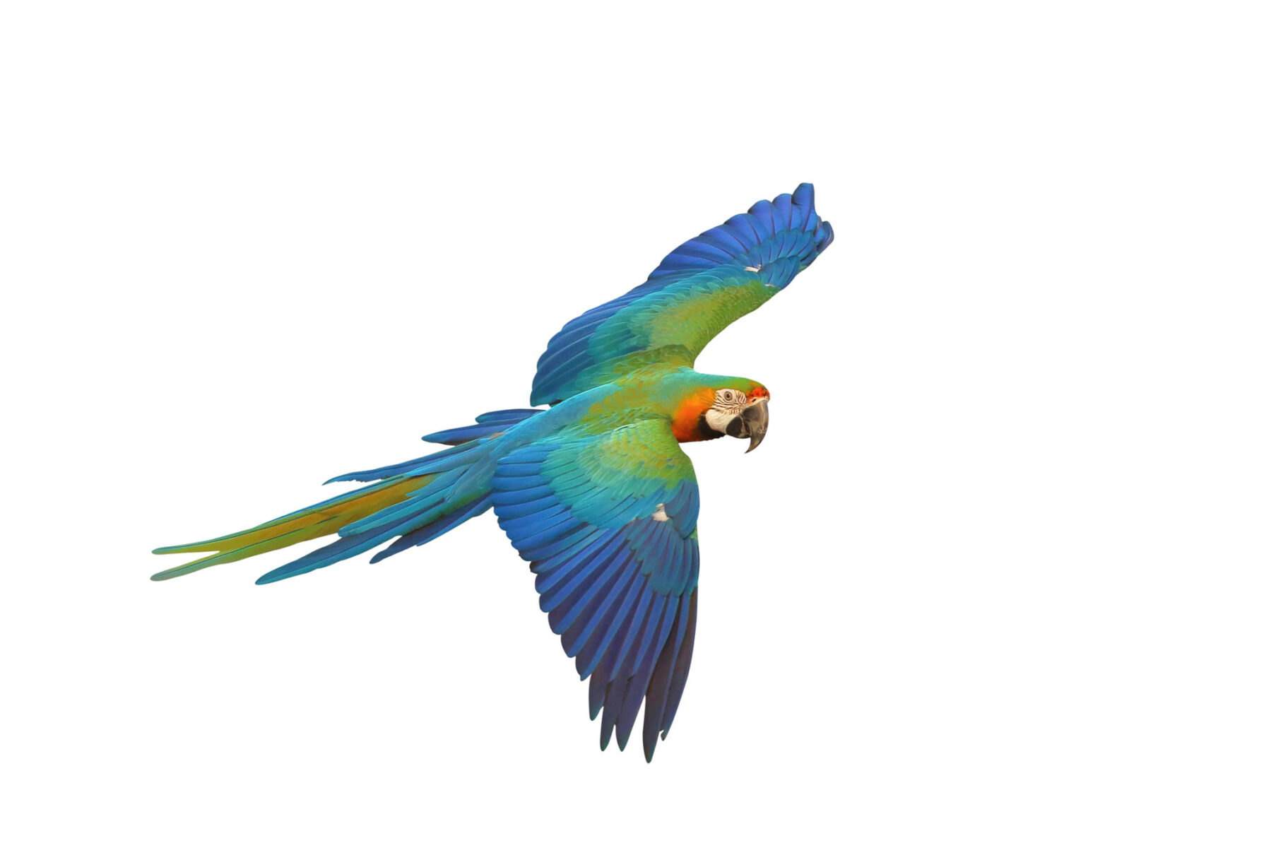 Colorful flying Catalina Macaw parrot isolated on white background with clipping path.