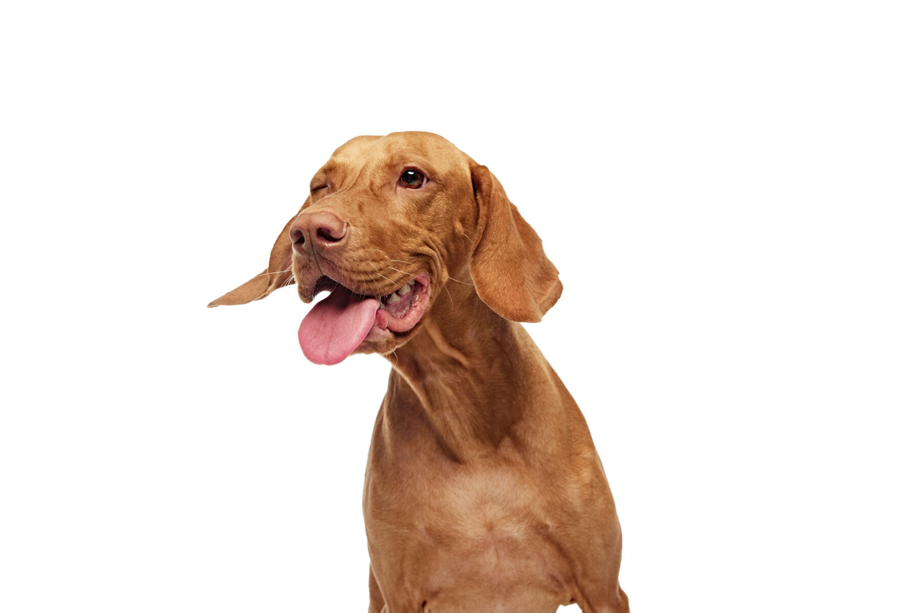 Close-up of Hungarian Vizsla dog with tongue out looking away against white studio background. Playful, friendly expression. Concept of pet lovers, animal life, grooming and veterinary. Copy space