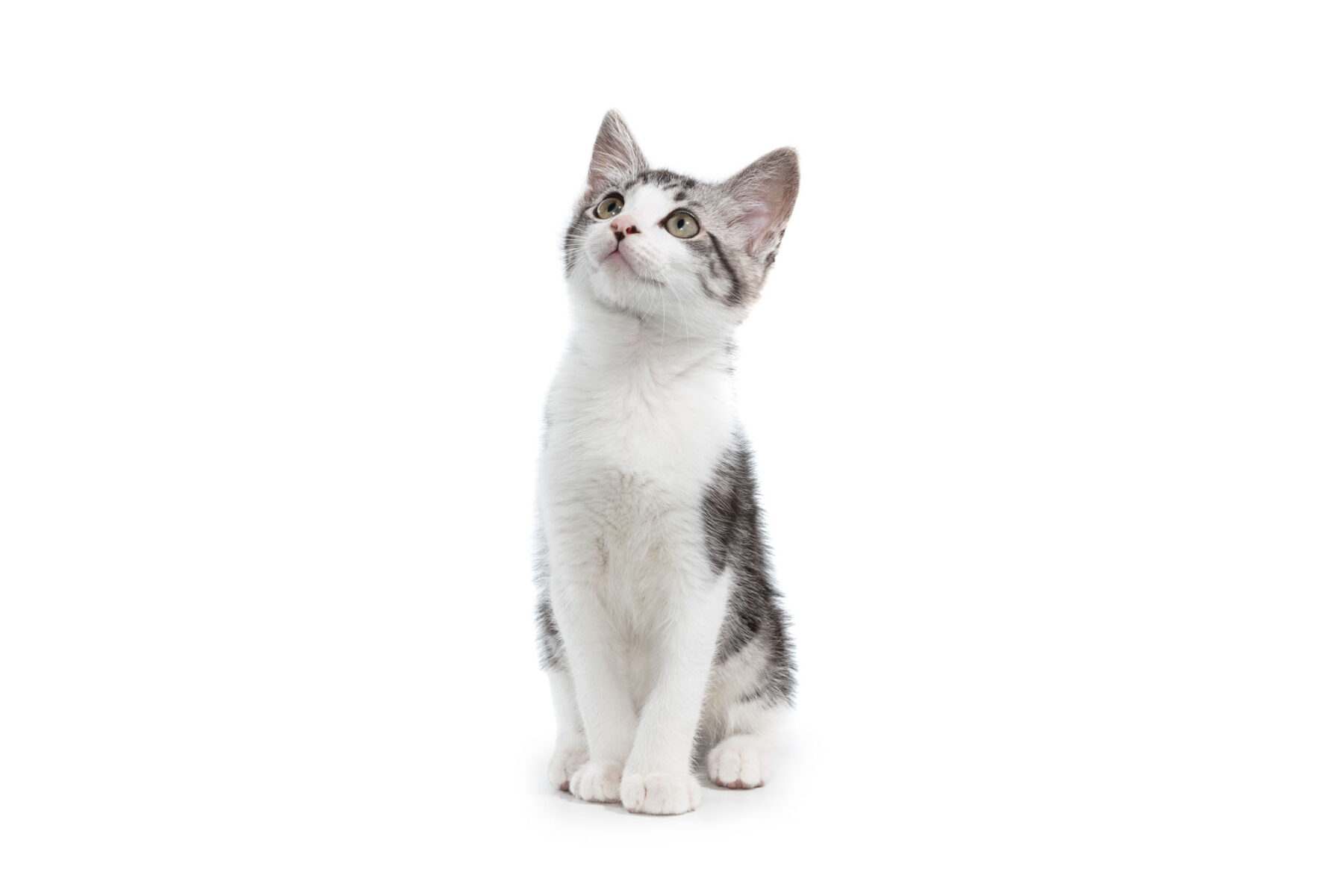 cute pet kitten on clean white background