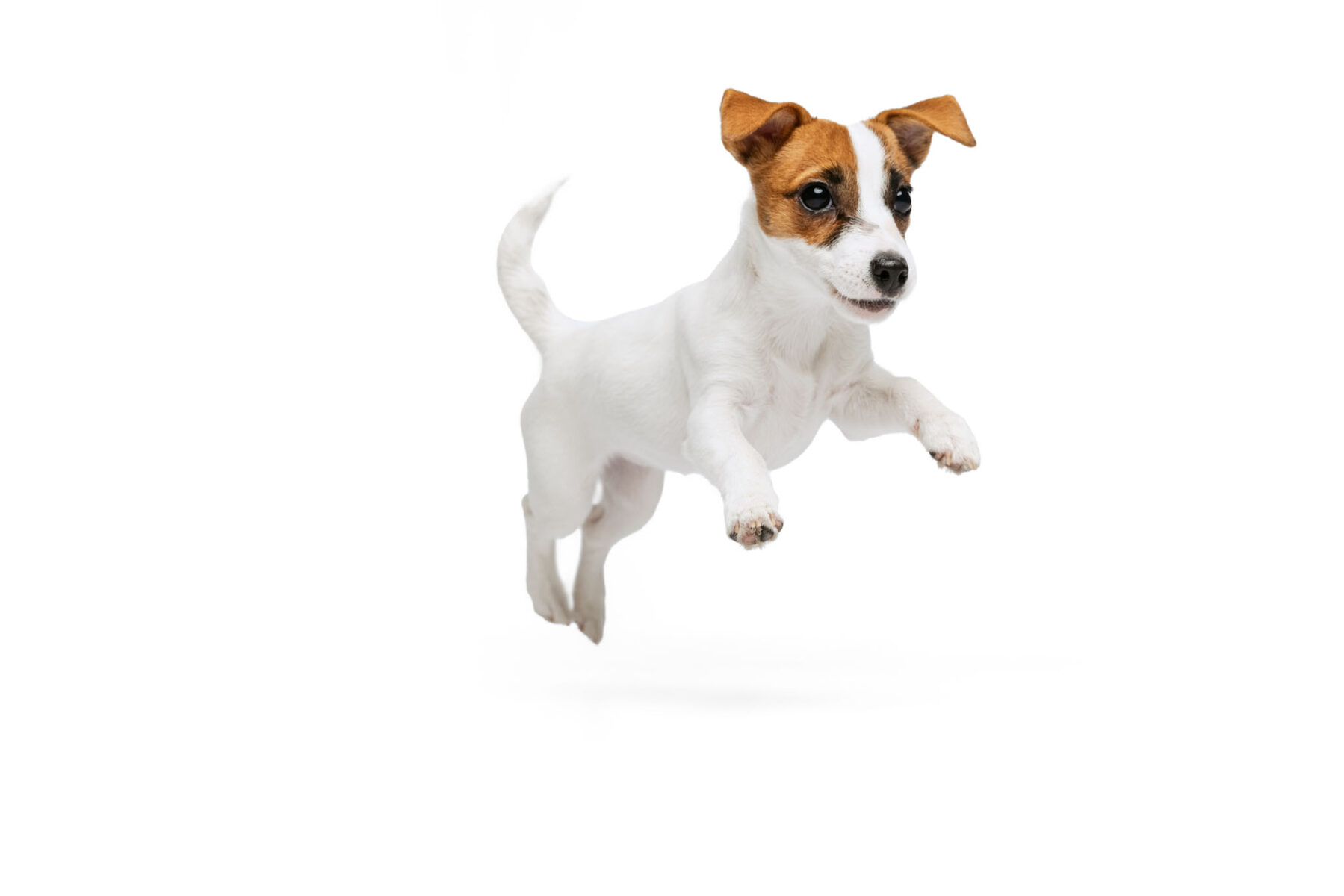 Portrait of cute playful puppy of Jack Russell Terrier in motion, jumping isolated over white studio background. Concept of motion, beauty, vet, breed, pets, animal life. Copy space for ad