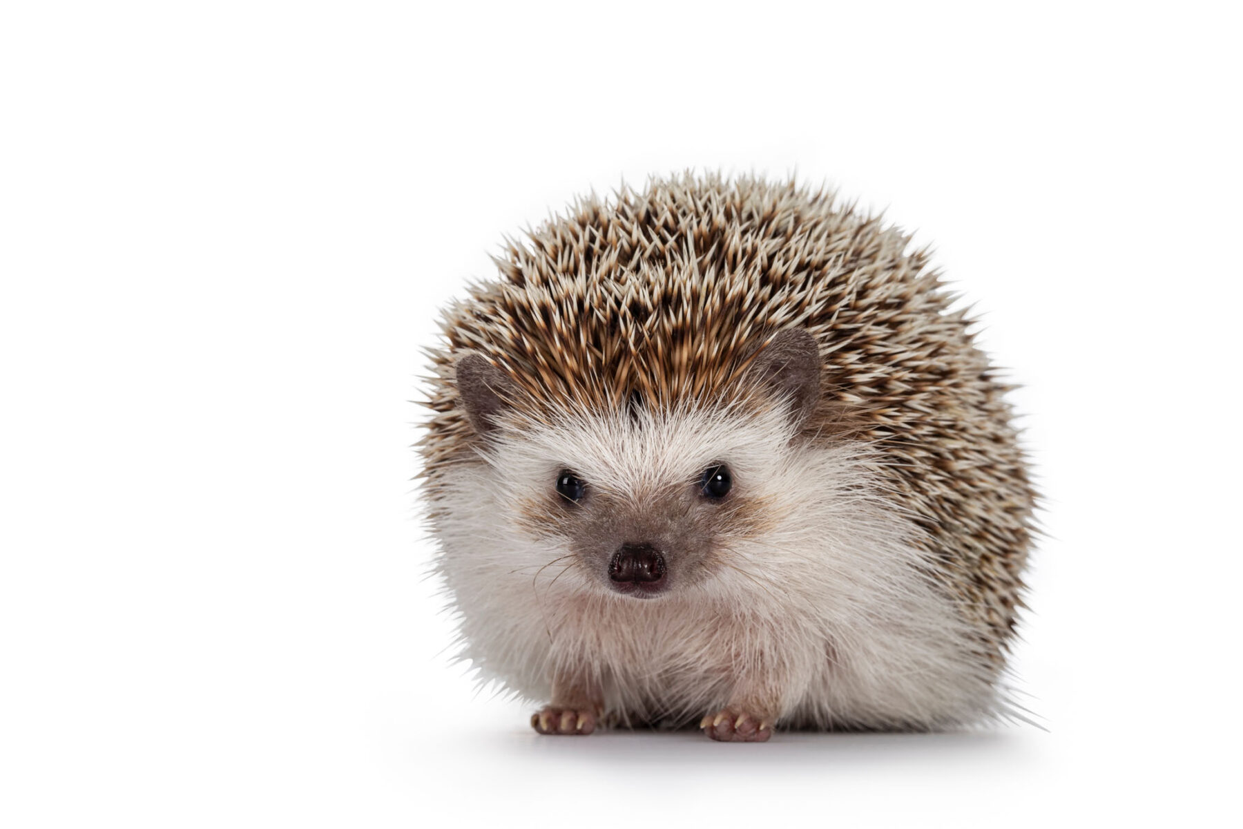Adult male Four toed Hedgehog aka Atelerix albiventris. Sitting facing front. Isolated on a white background.
