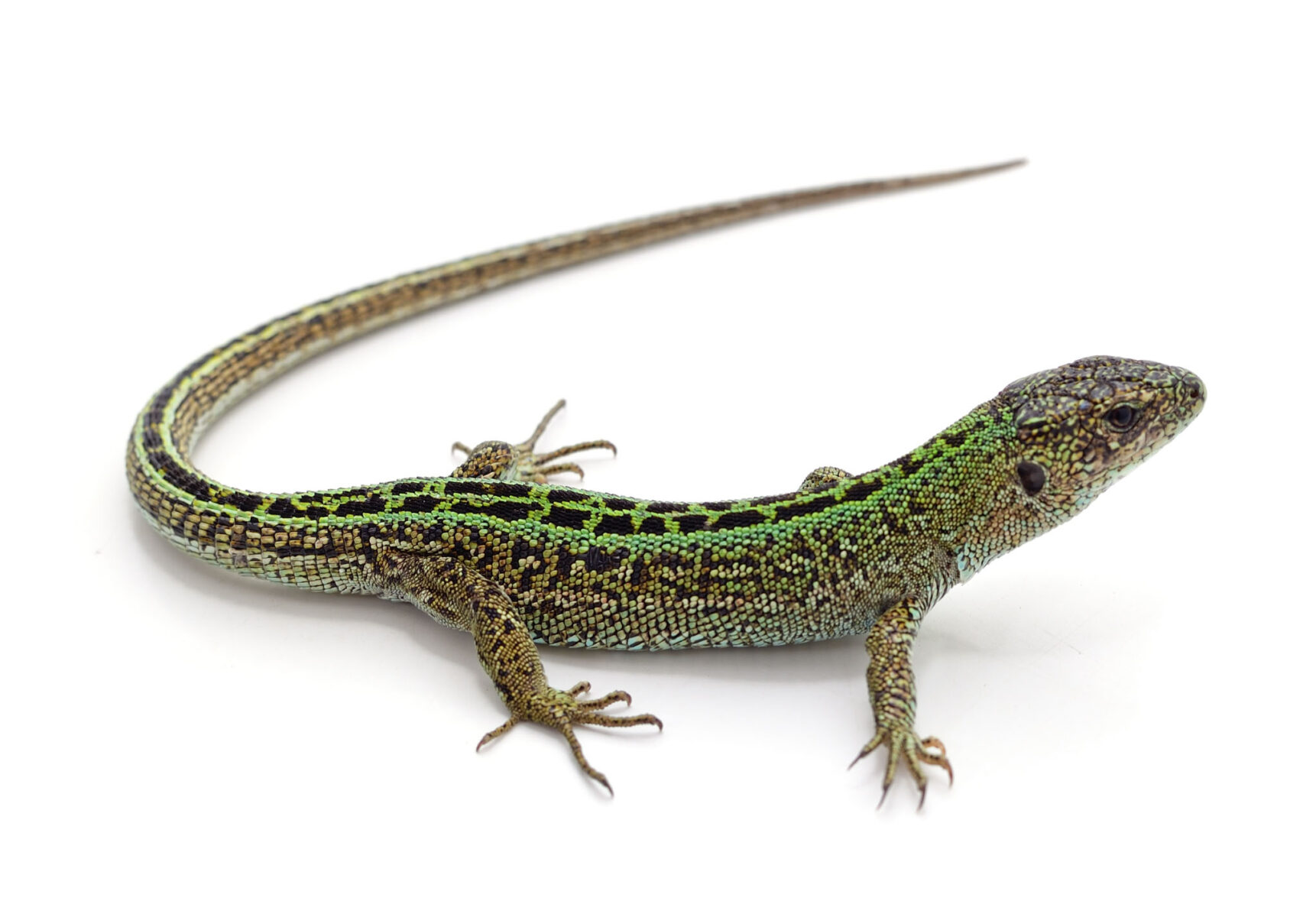 One green lizard isolated on a white background.