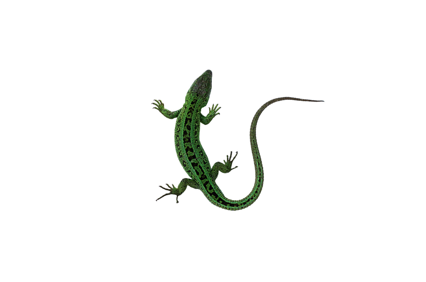 Green lizard isolated on a white background