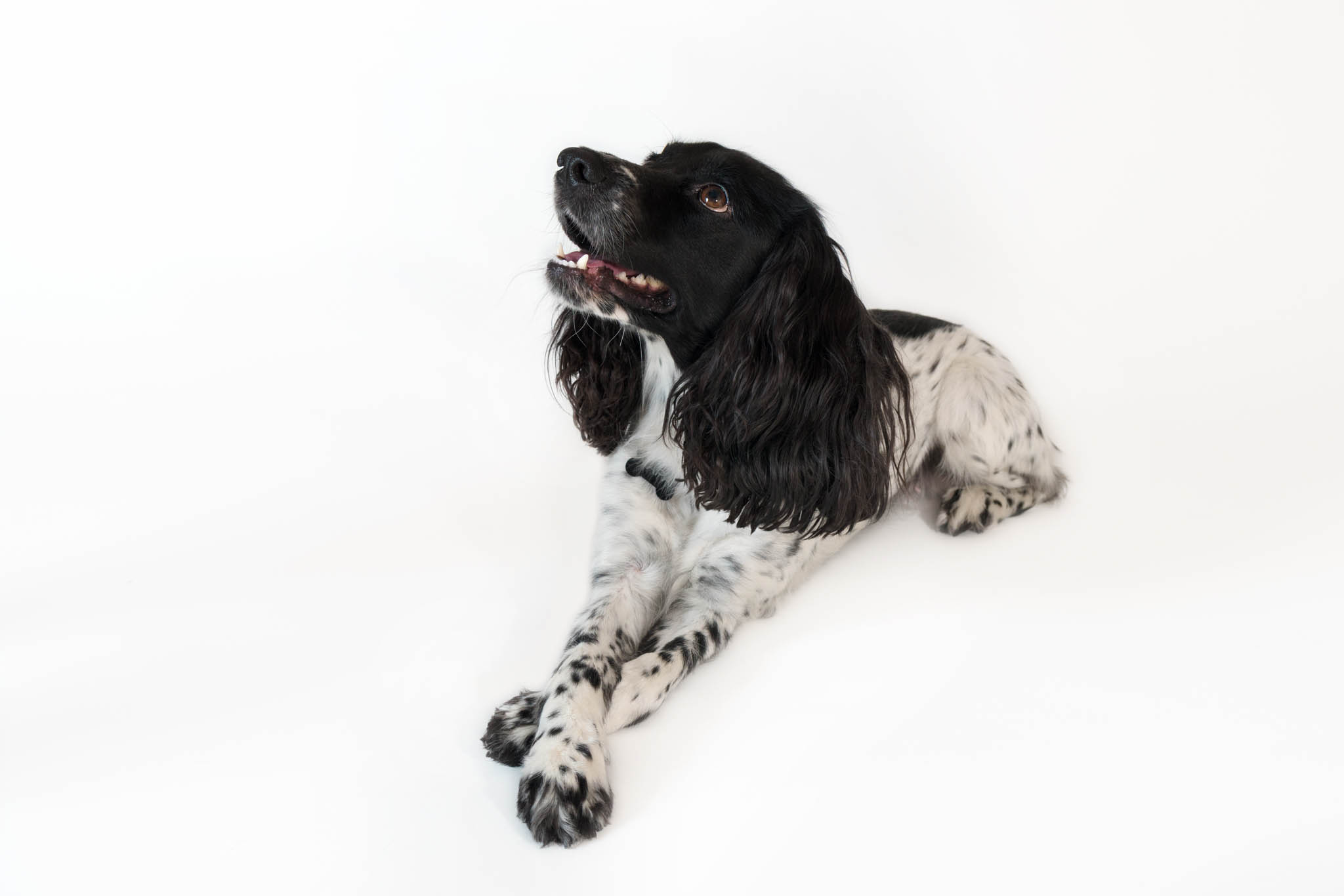 Beautiful female spaniel lies on a white background
