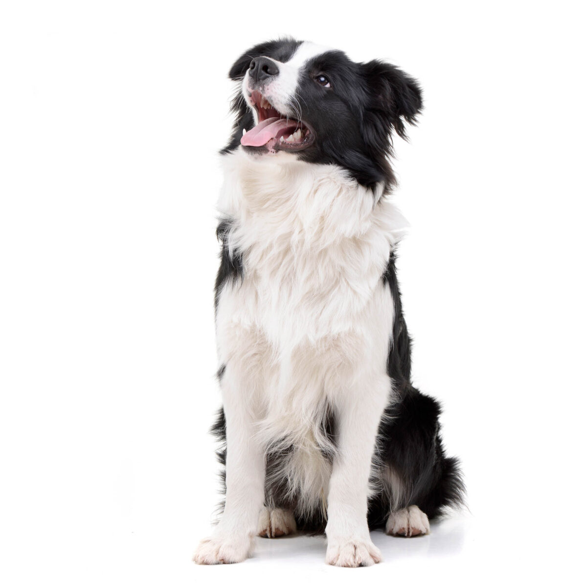 Studio shot of an adorable Border Collie sitting on white background.
