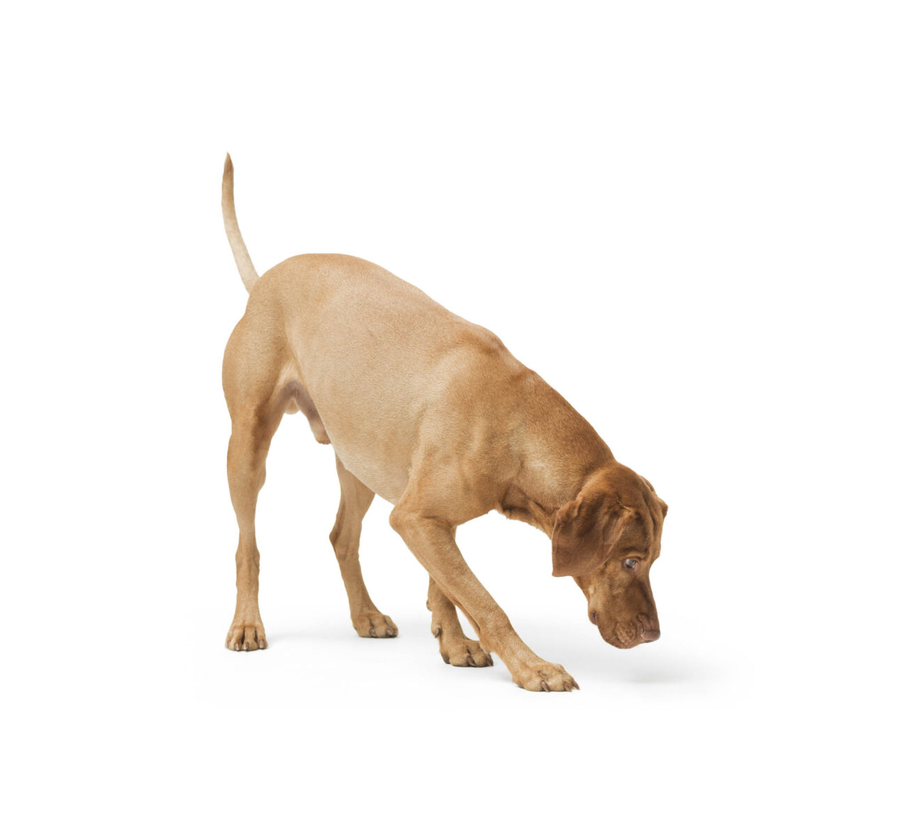 Studio shot of dog hungarian Vizsla walking isolated on white background