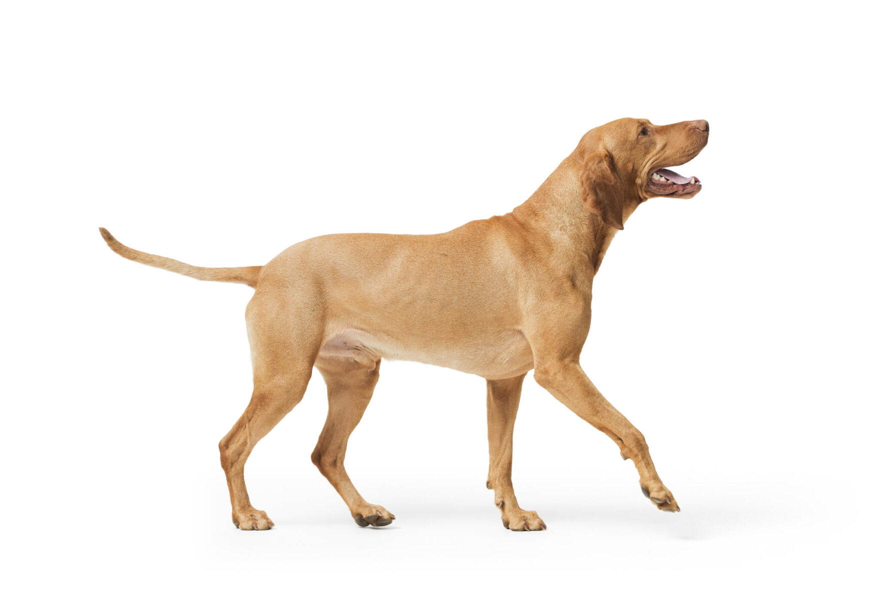 Studio shot of dog hungarian Vizsla walking isolated on white background
