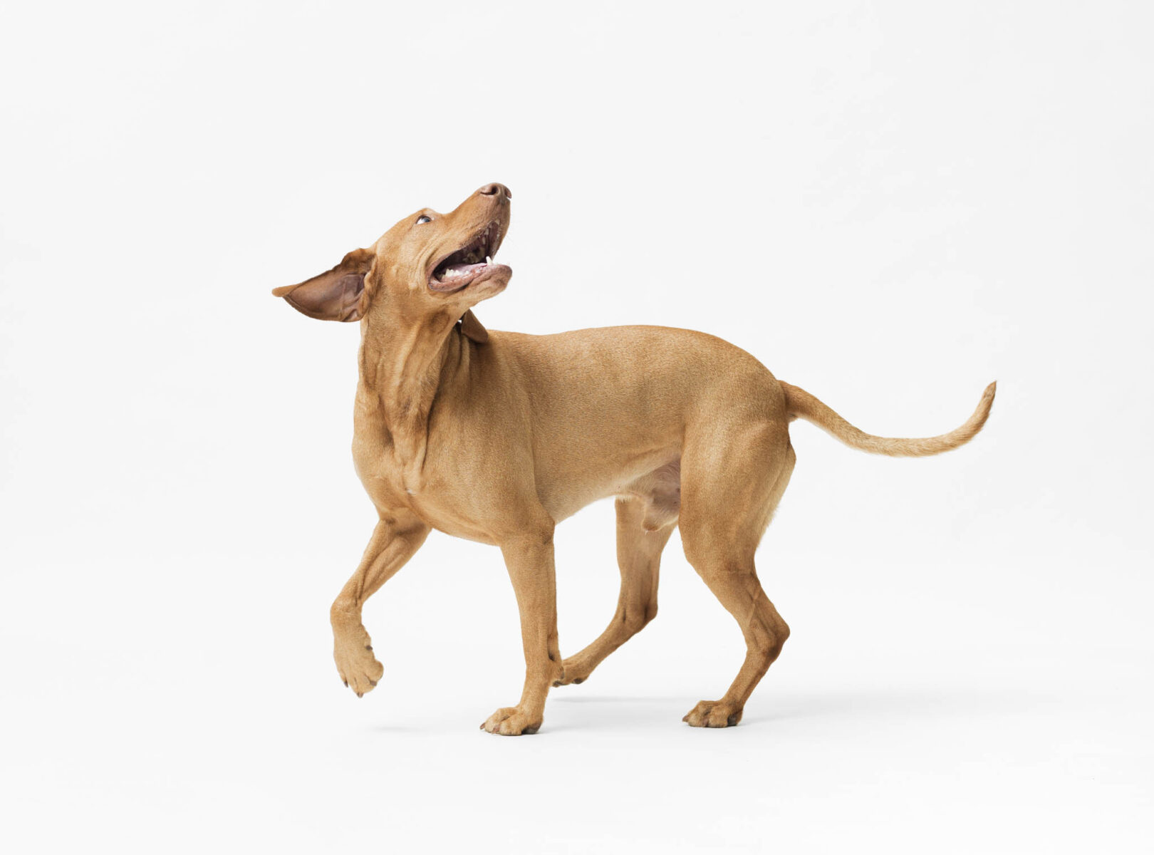 Studio shot of dog hungarian Vizsla Walking; isolated on white background