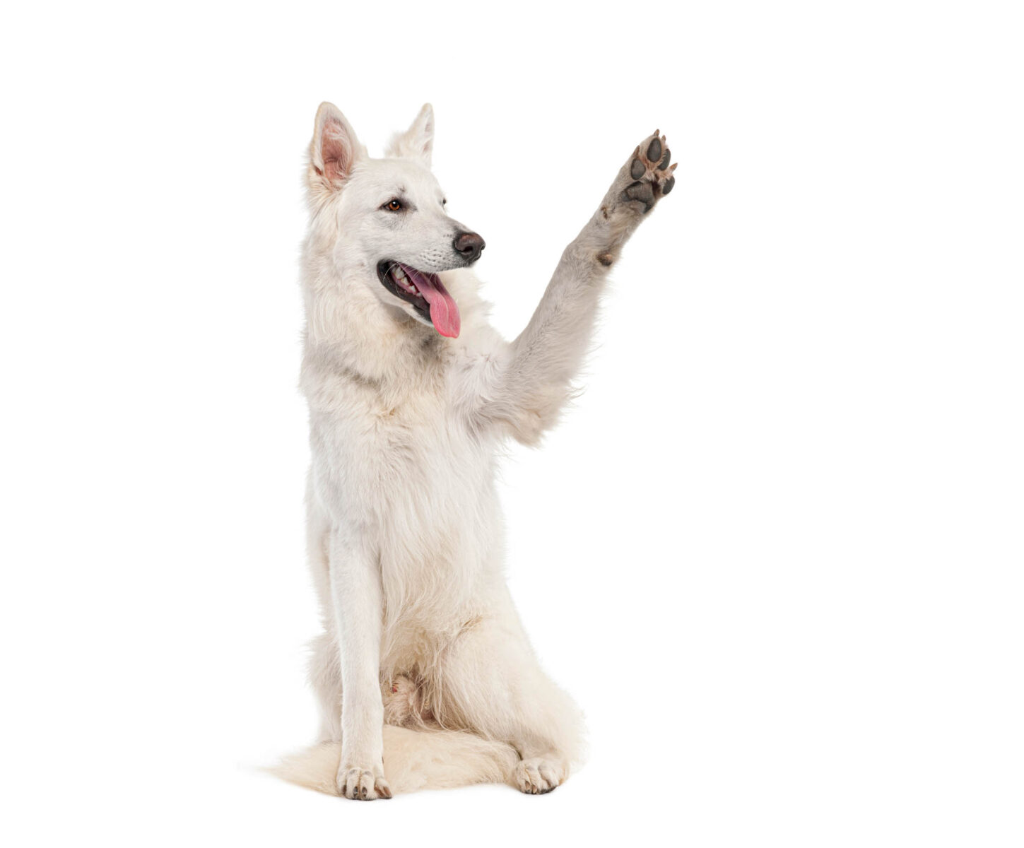 playful and happy white dog highfiving in a display of obedience and positive reinforcement training, showcasing the cute and friendly behavior of this purebred canine companion