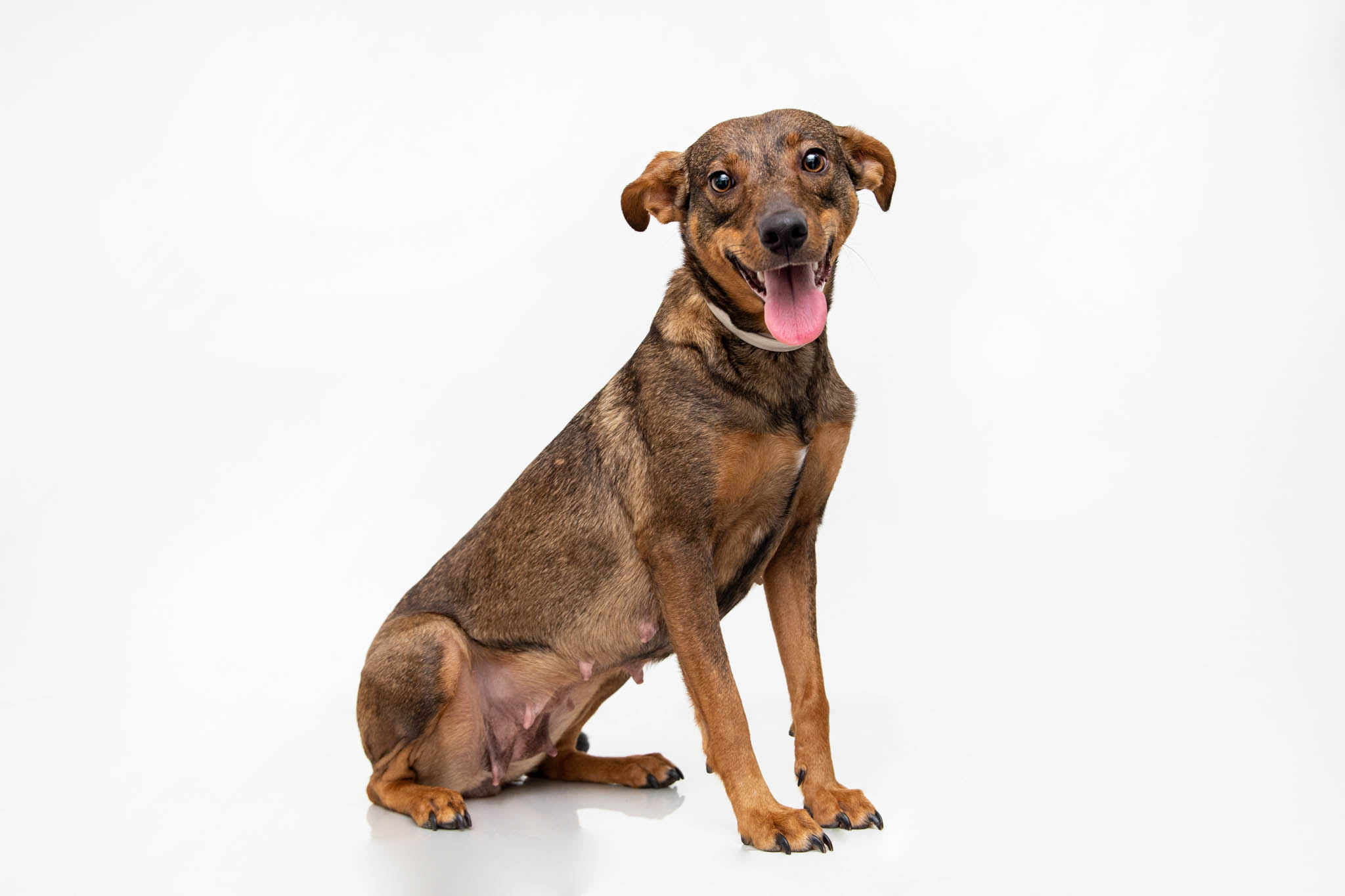 Brown mutt dog isolated on white background