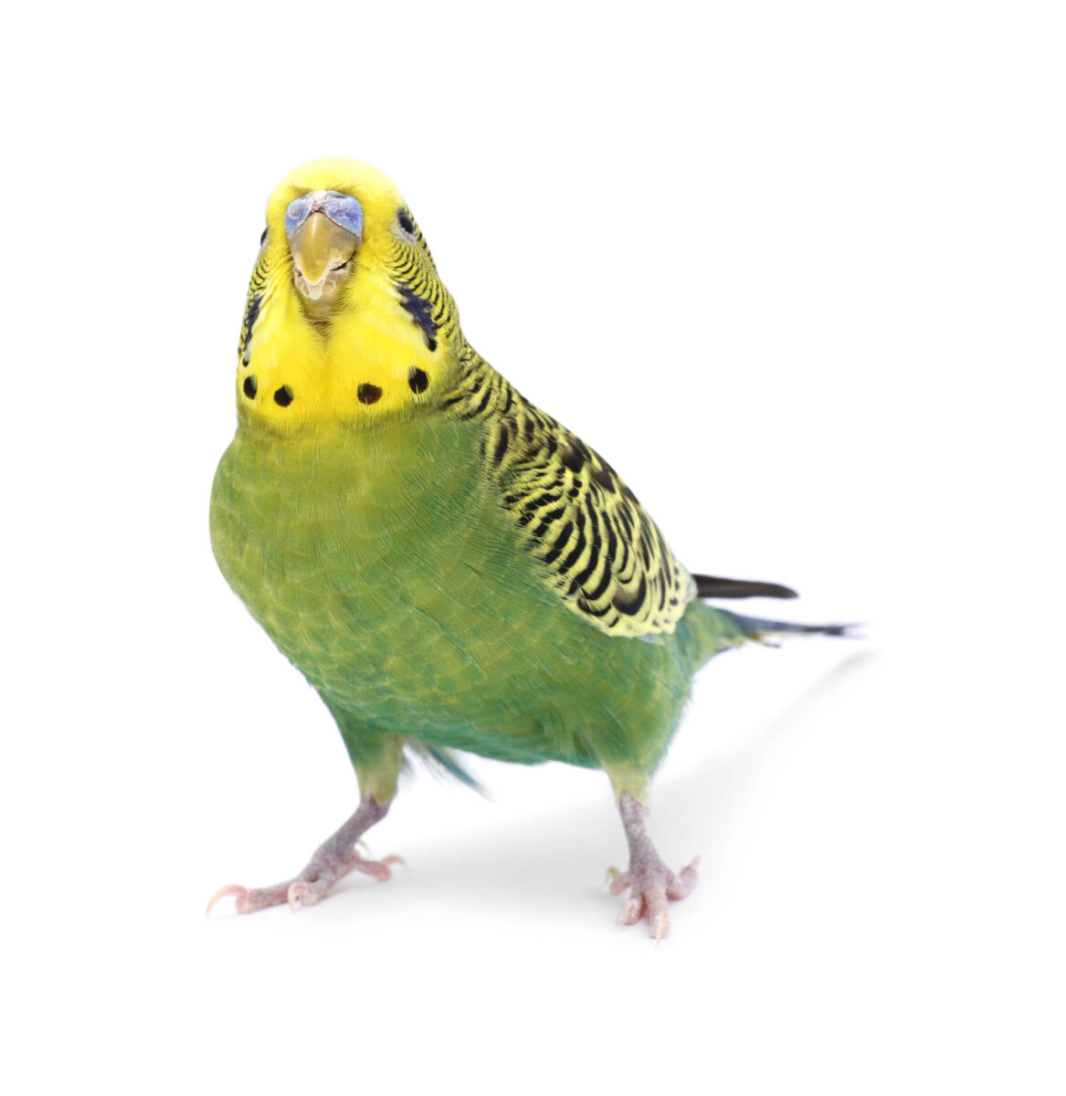 Beautiful bright parrot on white background. Exotic pet