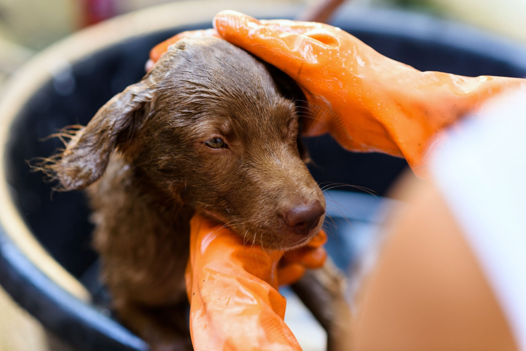 Portrait of Brown Nova scotia Tolling Retriever dog bathing and soaping in black tub by owner with gloves in house. Showering lovely pet in family.  Human best friend.