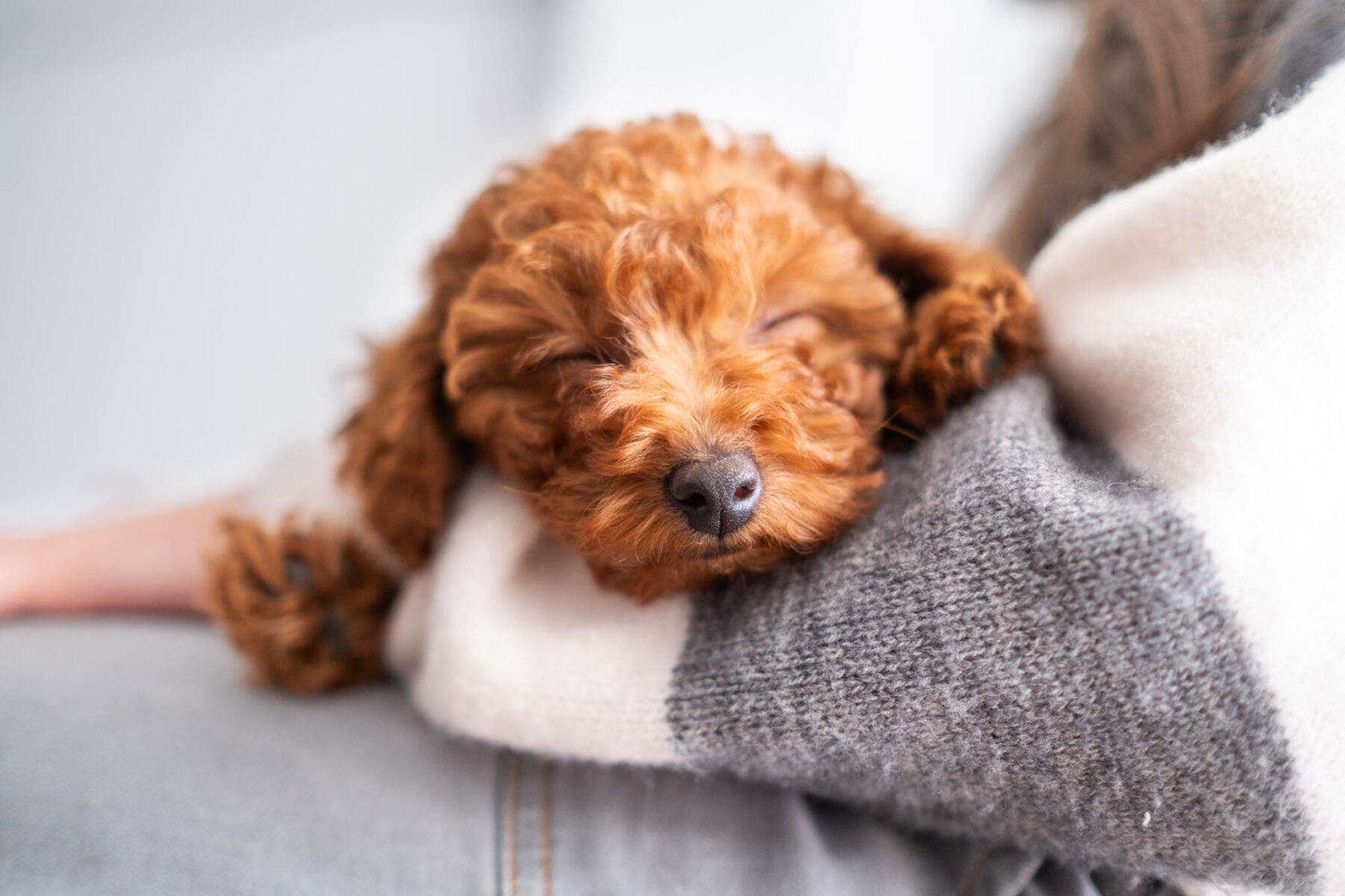 Portrait of the truffle or nose detail of a cinnamon brown poodle toy puppy. He is asleep on his owner's arm. Sleep, Trust, Trust, tenderness and love between pet and owner. Bokeh