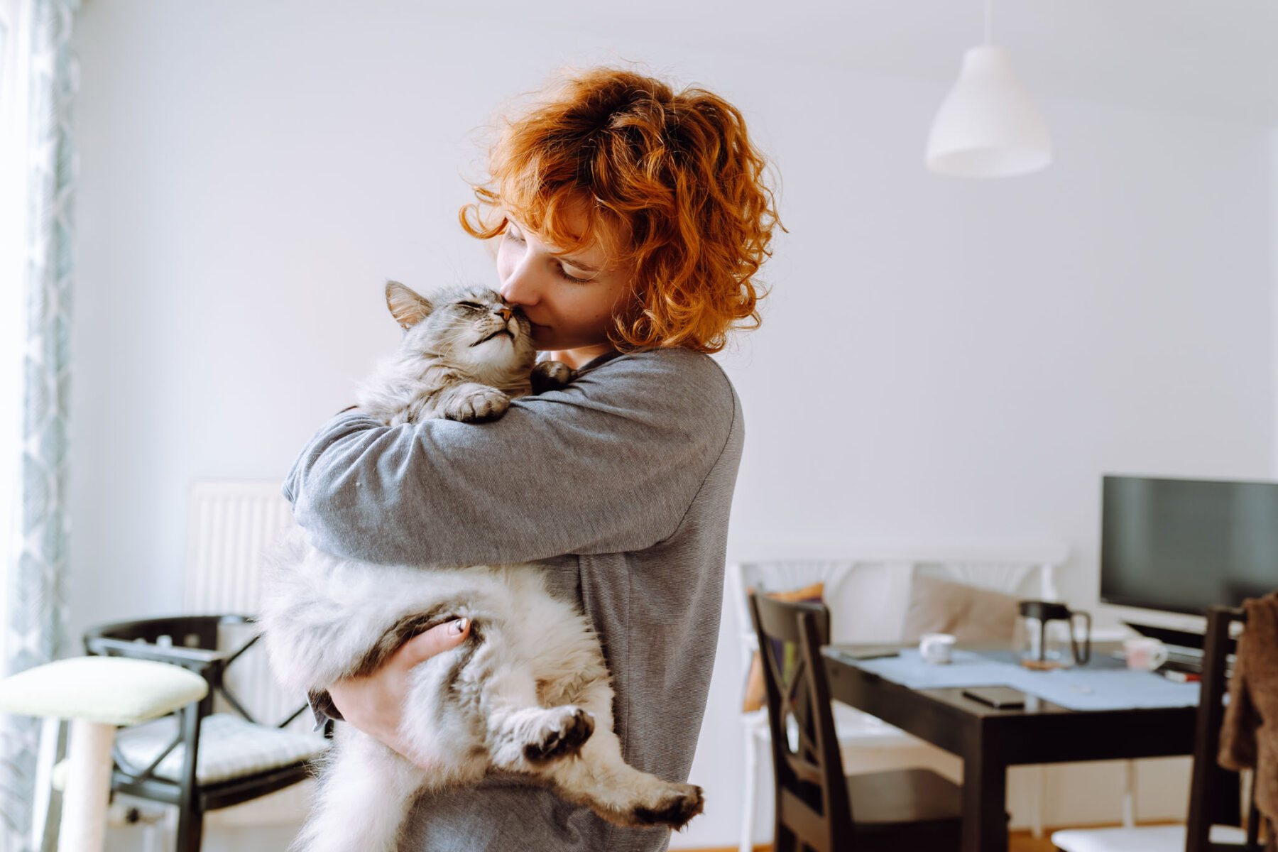 funny red-haired teenage girl holds pet in arms, hugs and kisses purring Maine Coon cat. Friendship between pet and its owner, Cat Moms