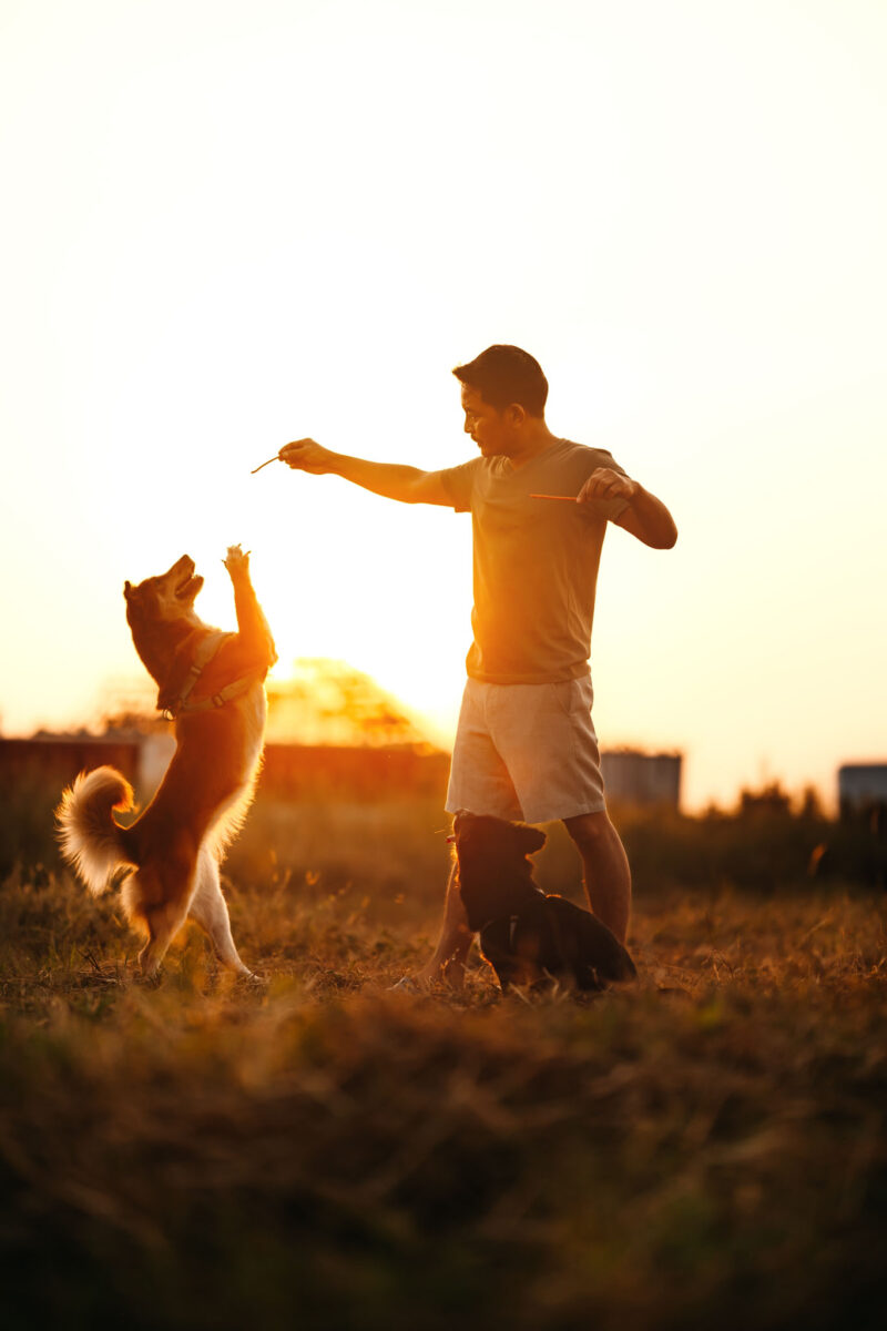 dog happy jumps and grabs dog treats on his owner's hand on the grass during the sunset. Pet family, Food, snacks concept.