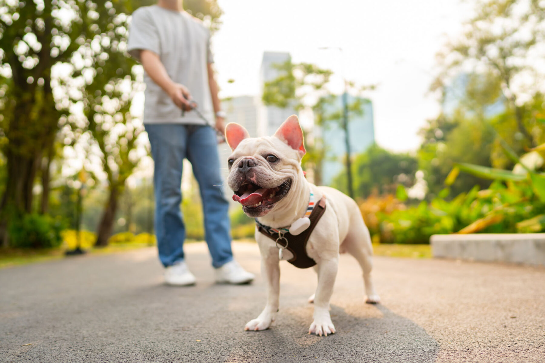 French bulldog breed walking at pets friendly dog park with his father. Domestic dog with owner enjoy urban outdoor lifestyle in the city on summer vacation. Pet Humanization and pet parents concept.