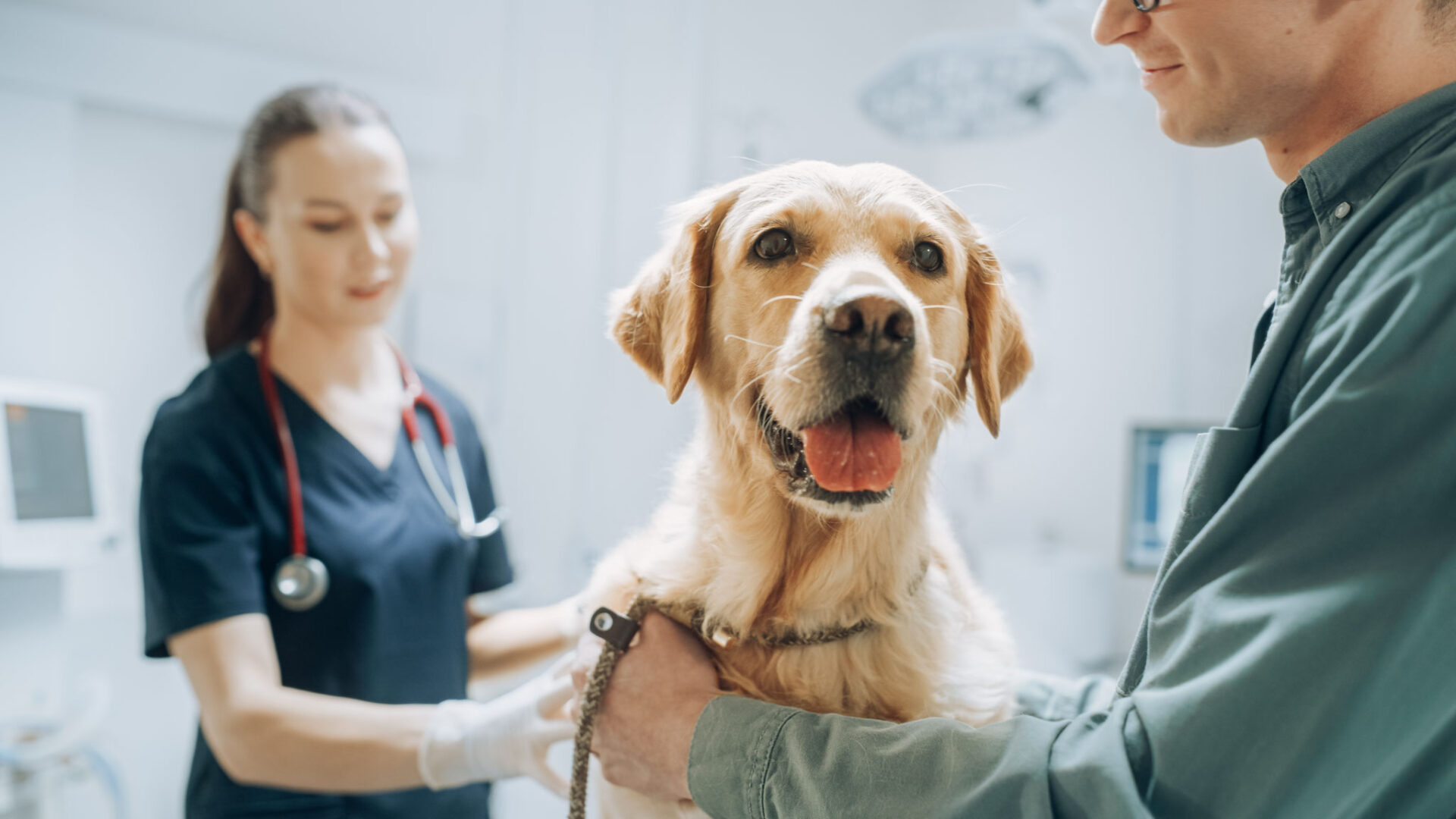 At a Modern Vet Clinic: Golden Retriever Sitting on Examination Table as a Female Veterinarian Assesses the Dog's Health. Handsome Dog's Owner Helps to Calm Down the Pet