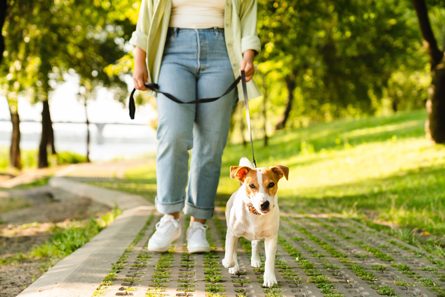Cropped close up shot of a female pet owner walking her dog in city park. Caucasian young woman playing with jack russell terrier outdoors. Pet care concept