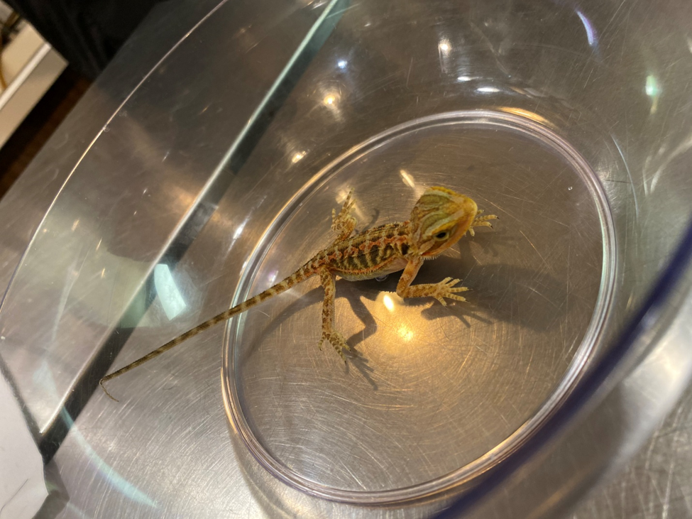 CJ the Bearded Dragon